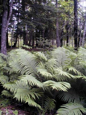 Ferns