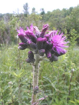 Thistle