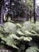 Ferns
