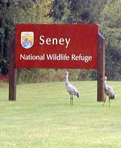 Sandhill Cranes